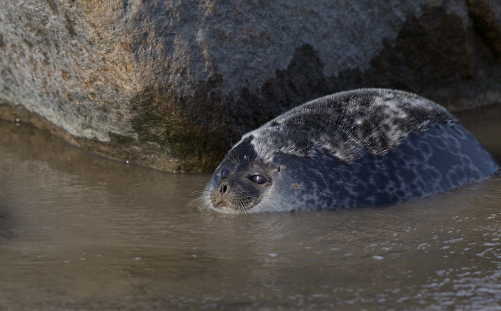 Ringed Seal