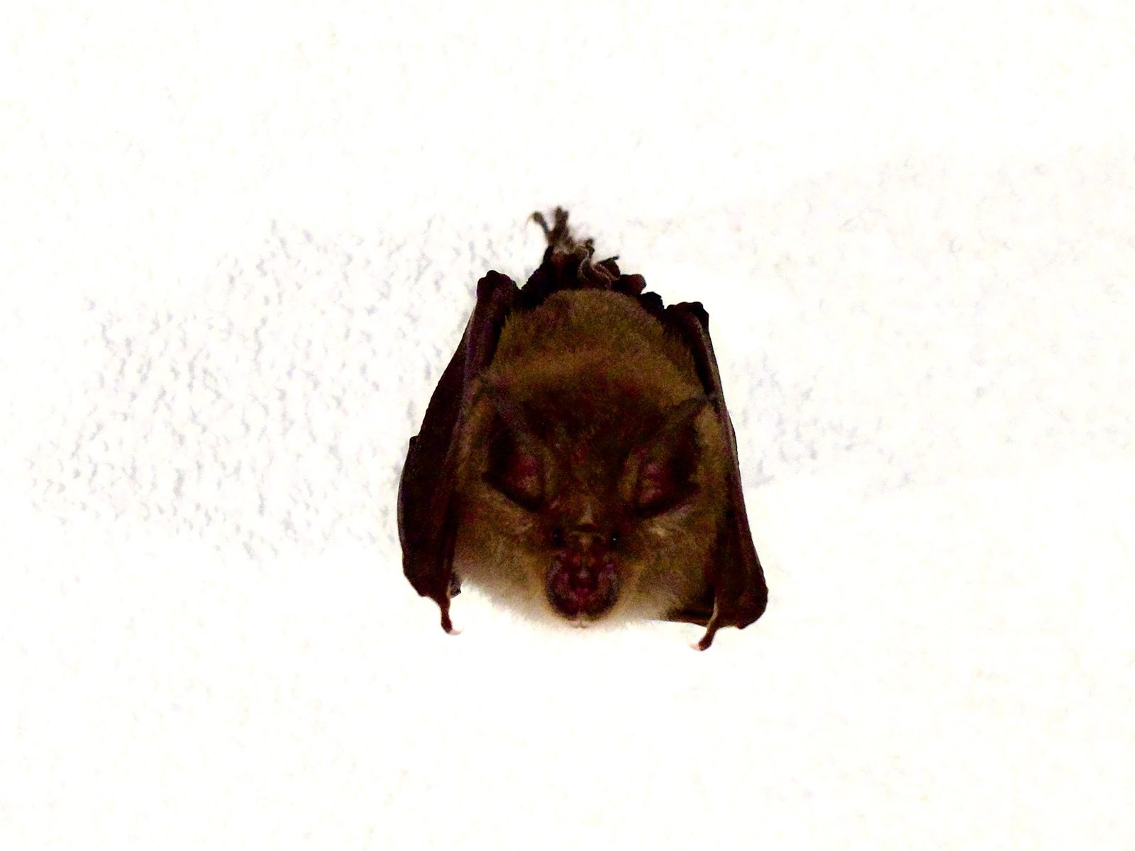 Greater Japanese Horseshoe Bat