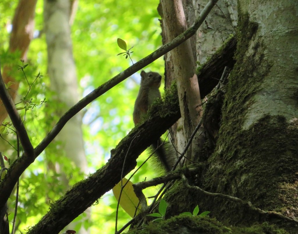 Japanese Squirrel