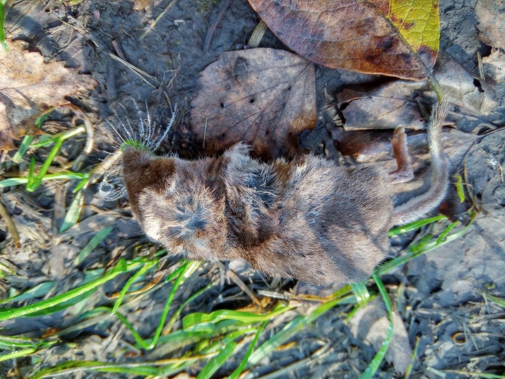 Laxmann's Shrew