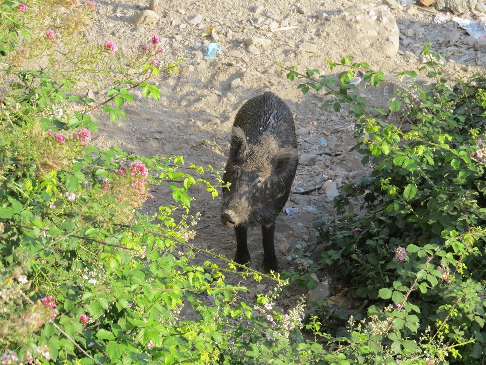Eurasian Wild Pig
