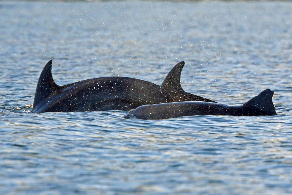 Indo-Pacific Bottlenose Dolphin