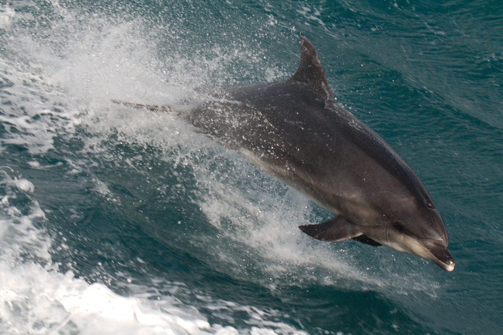 Common Bottlenose Dolphin