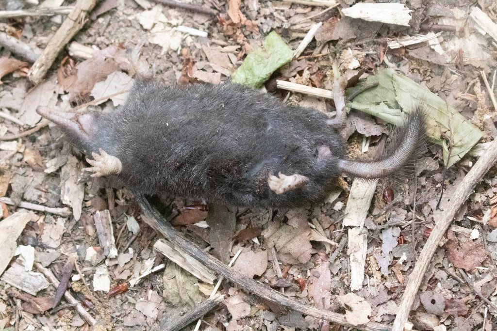 Japanese Shrew Mole