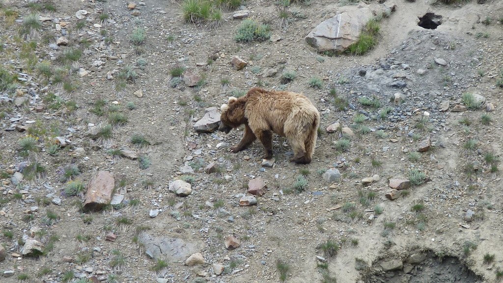 Brown Bear