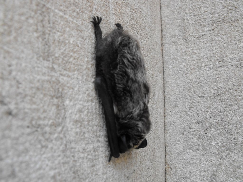 Eurasian Particolored Bat