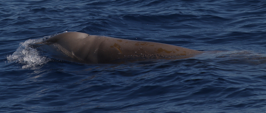 Cuvier's Beaked Whale
