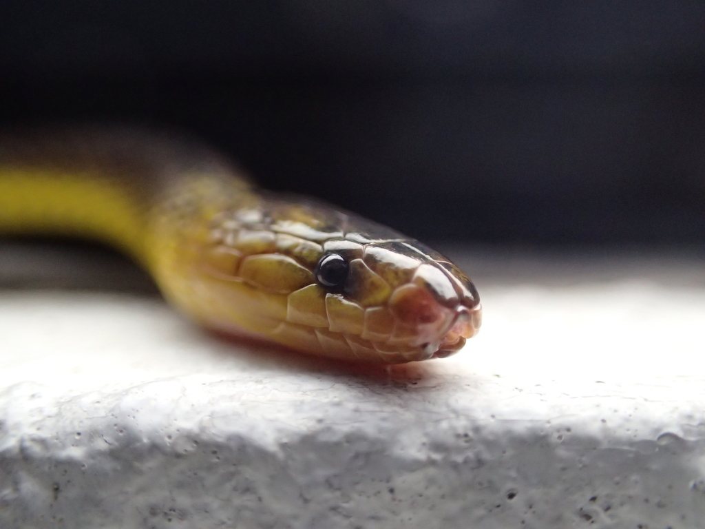 Achalinus werneri