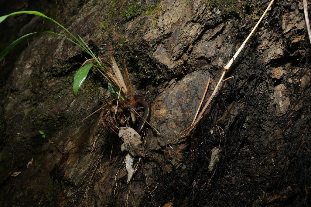 Ateuchosaurus pellopleurus
