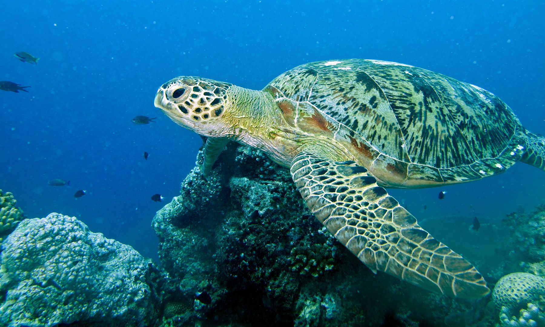 Green Turtle