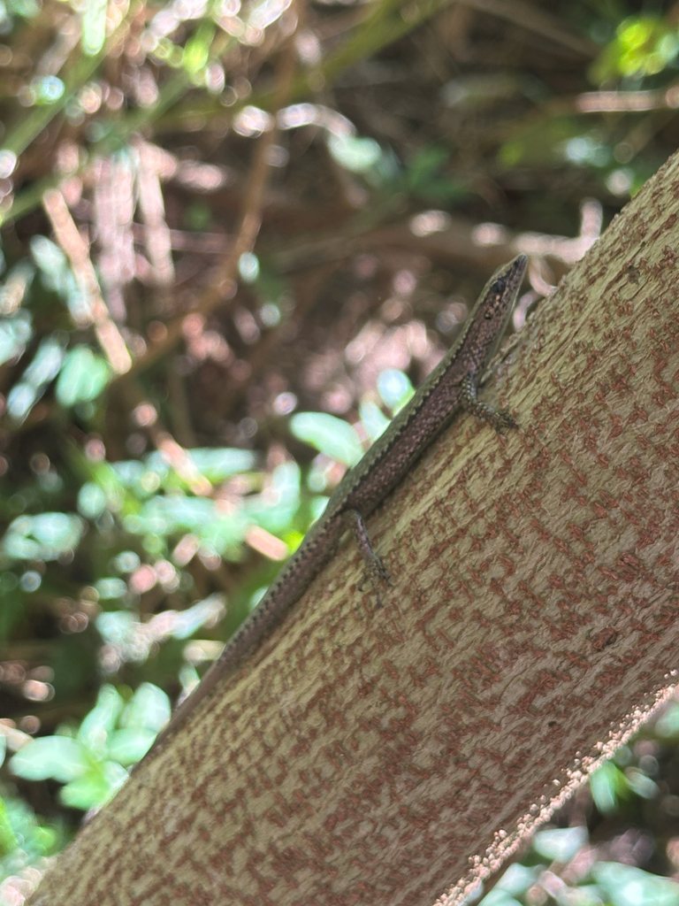 Cryptoblepharus nigropunctatus
