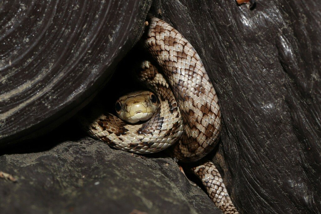 Japanese Rat Snake