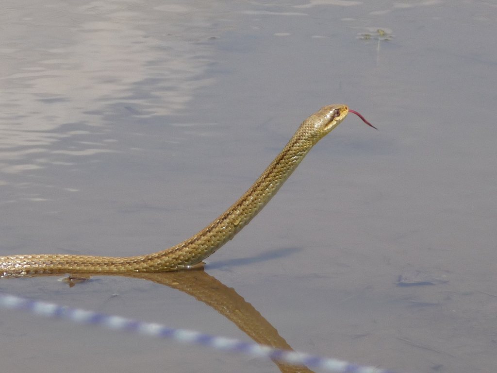 Japanese Striped Snake