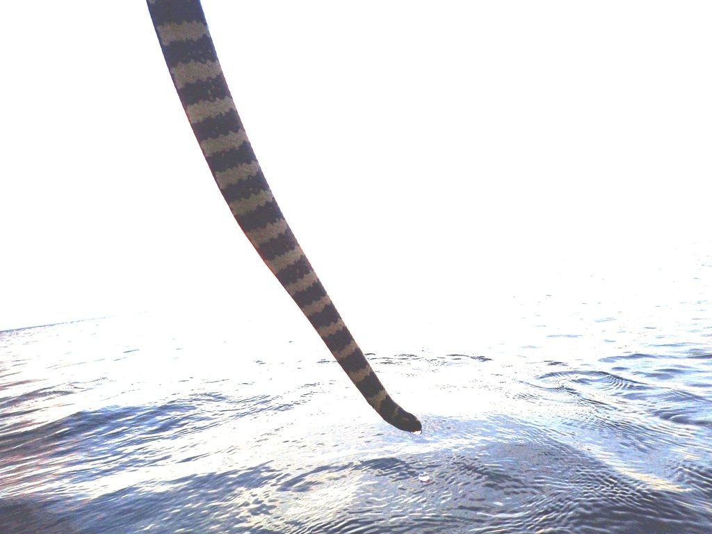 Ijima's Sea Snake