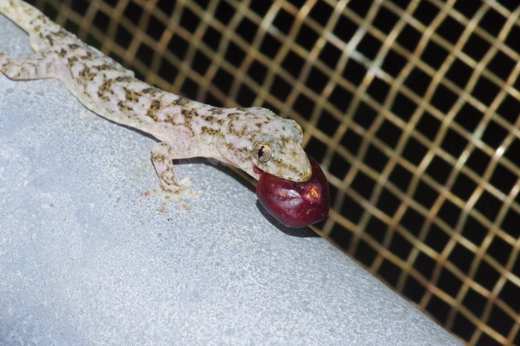 Hokou Gecko