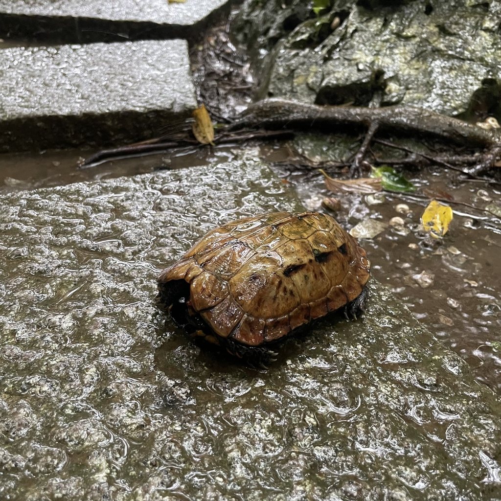 Ryukyu Black-breasted Leaf Turtle