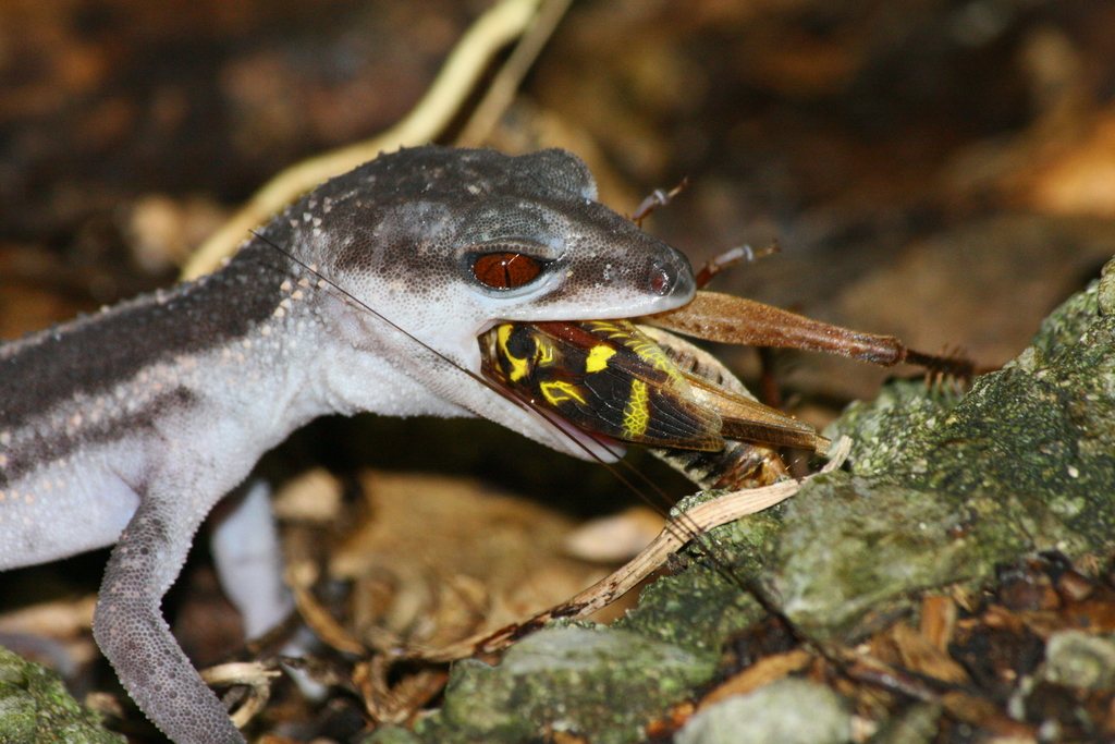Kuroiwa's Ground Gecko