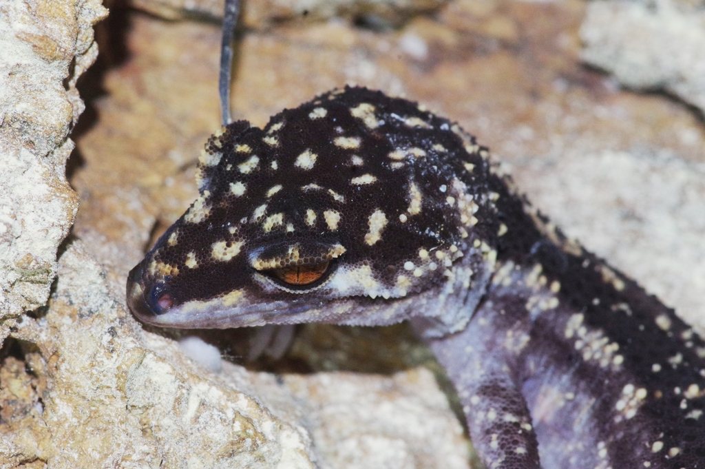 Goniurosaurus nebulozonatus
