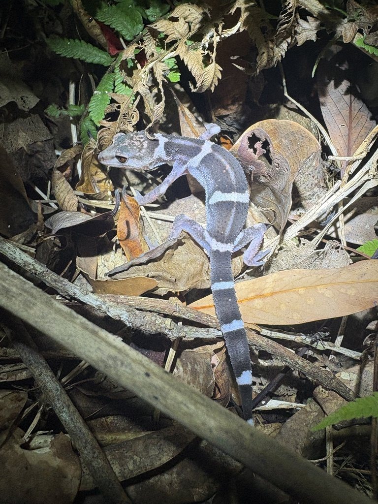 Banded Ground Gecko