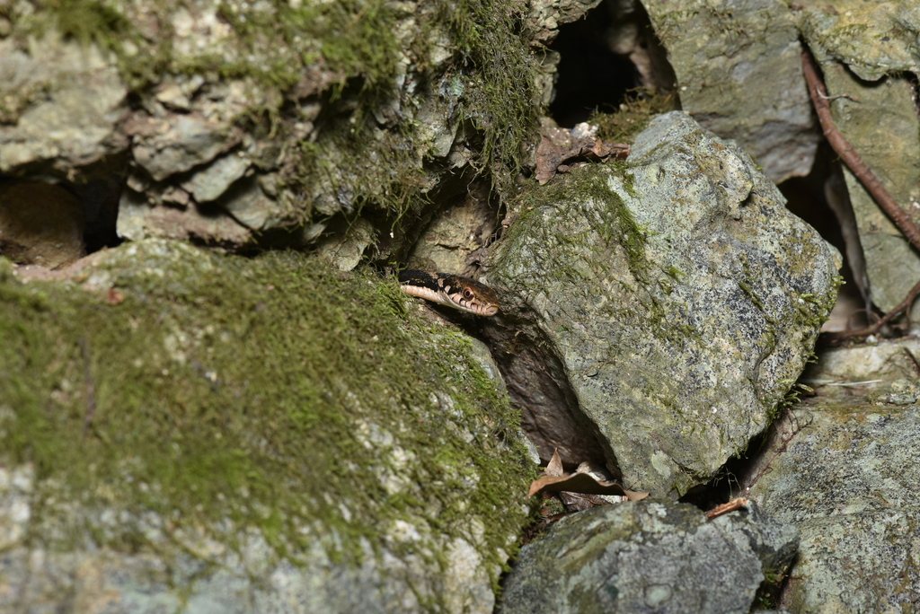 Hebius pryeri