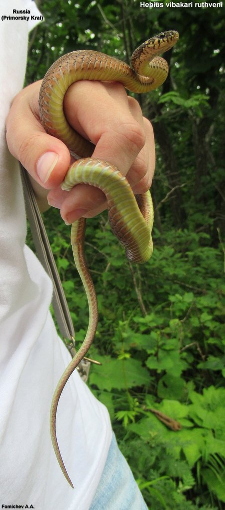 Japanese Keelback