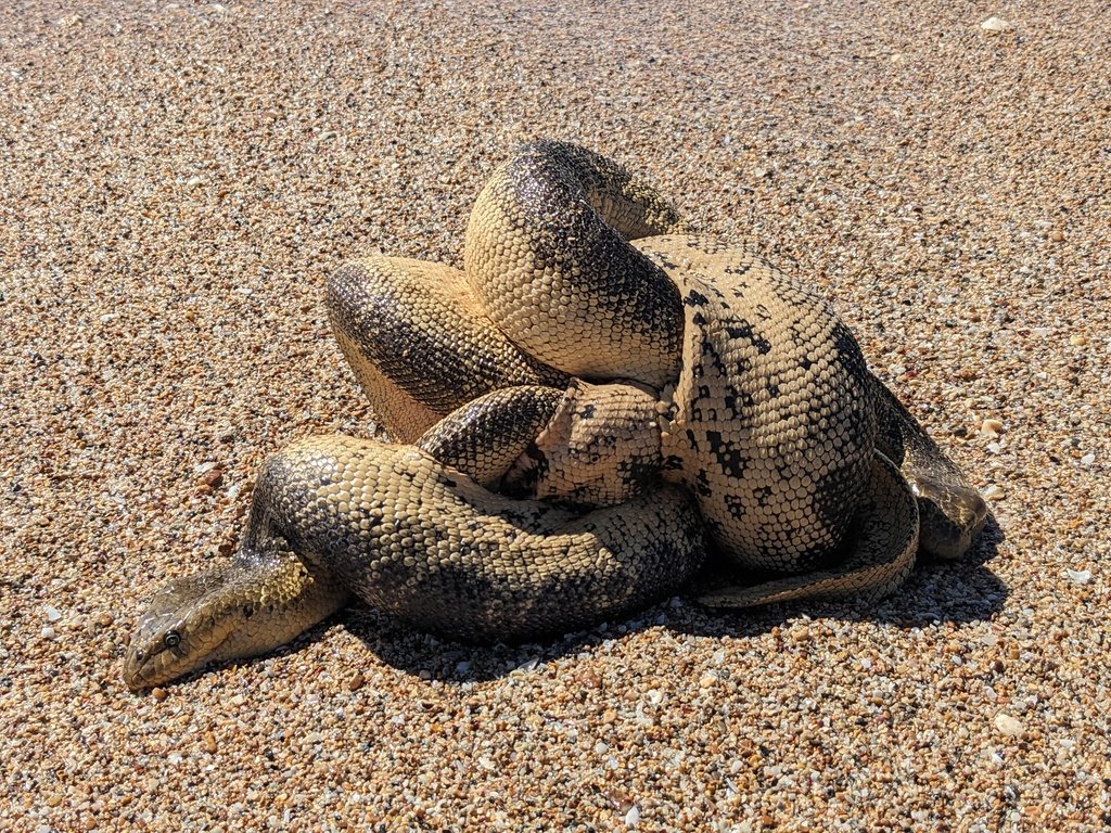 Stokes's Sea Snake