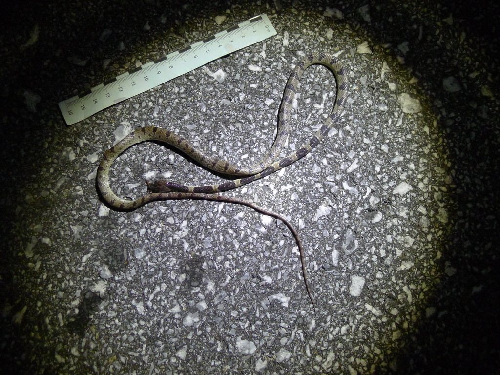 Lycodon multifasciatus
