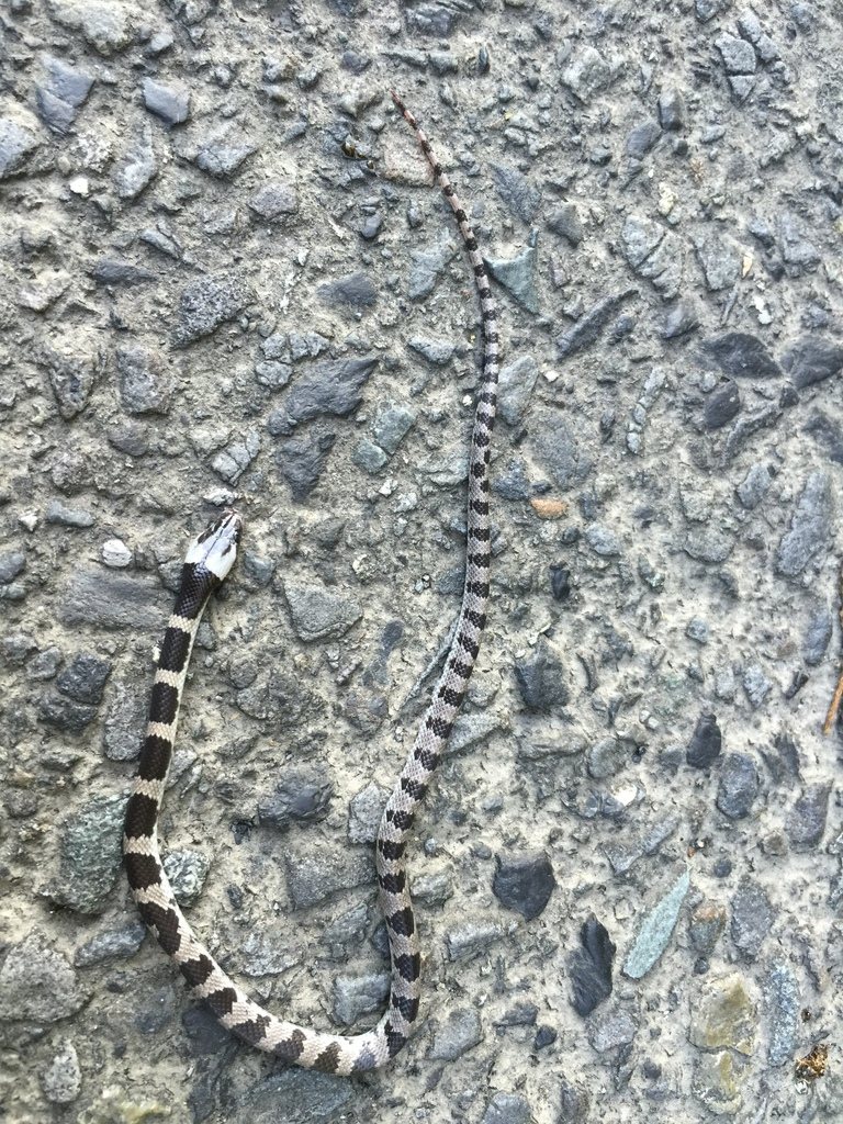 Oriental Odd-tooth Snake