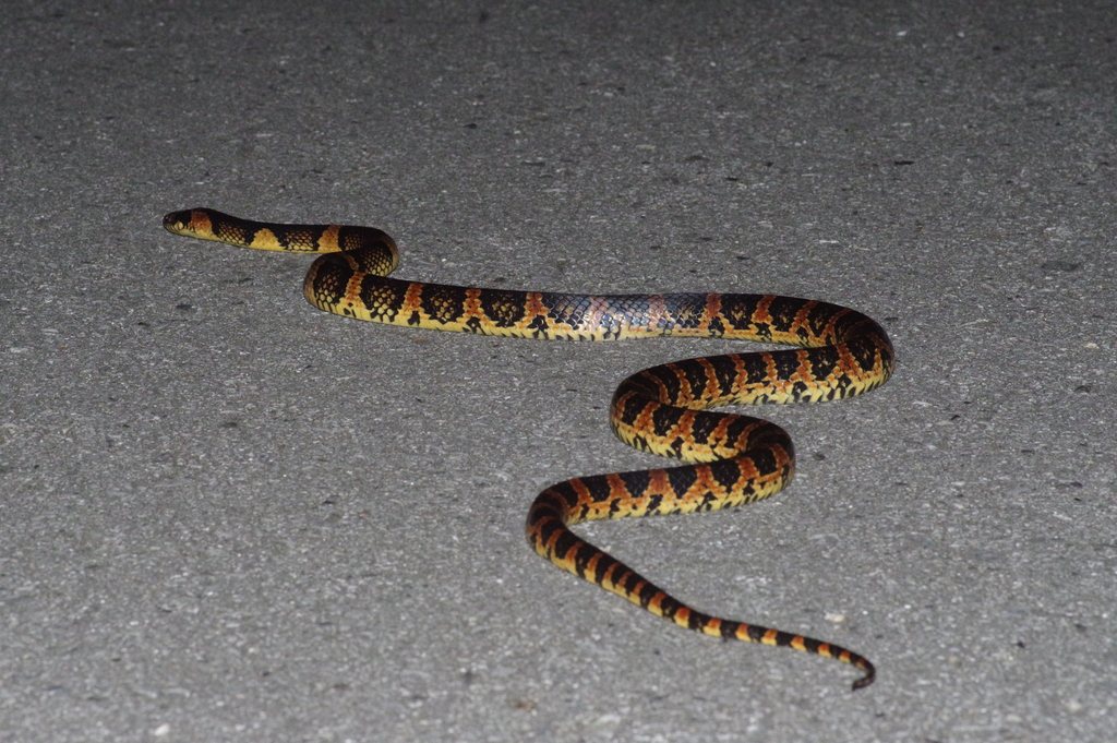 Lycodon semicarinatus