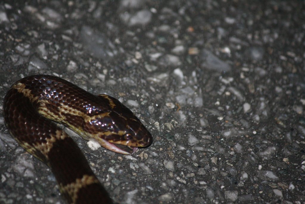 Lycodon walli