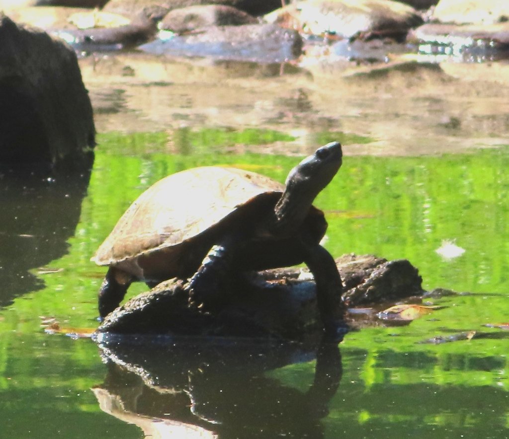 Japanese Pond Turtle