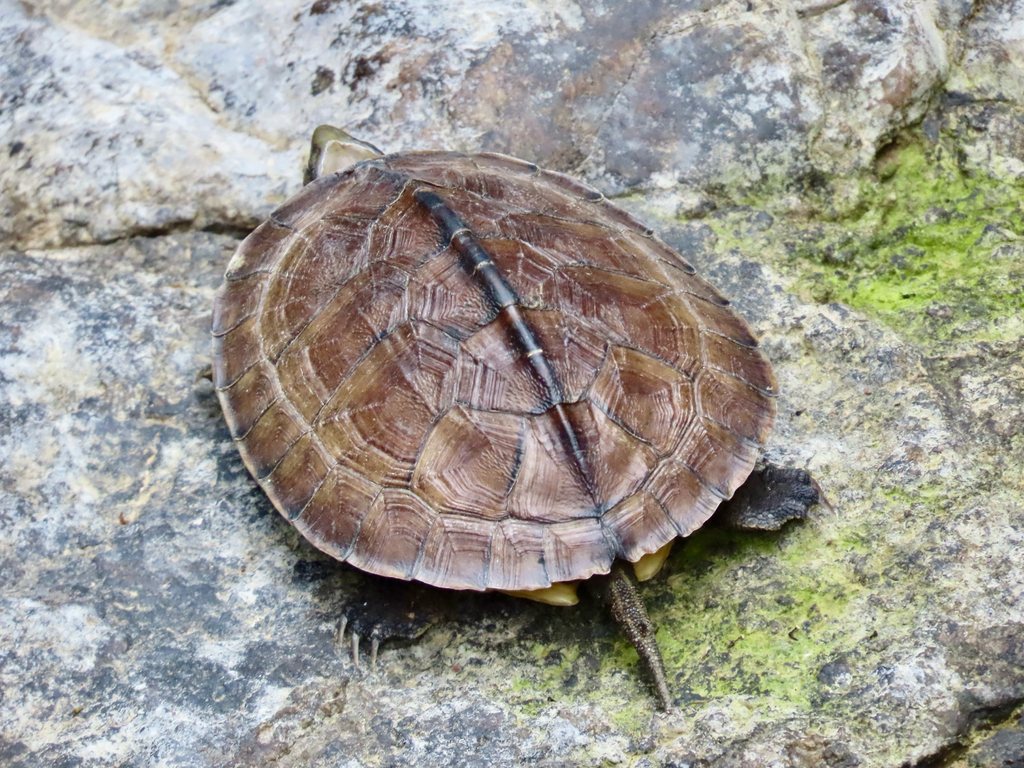 Yellow Pond Turtle