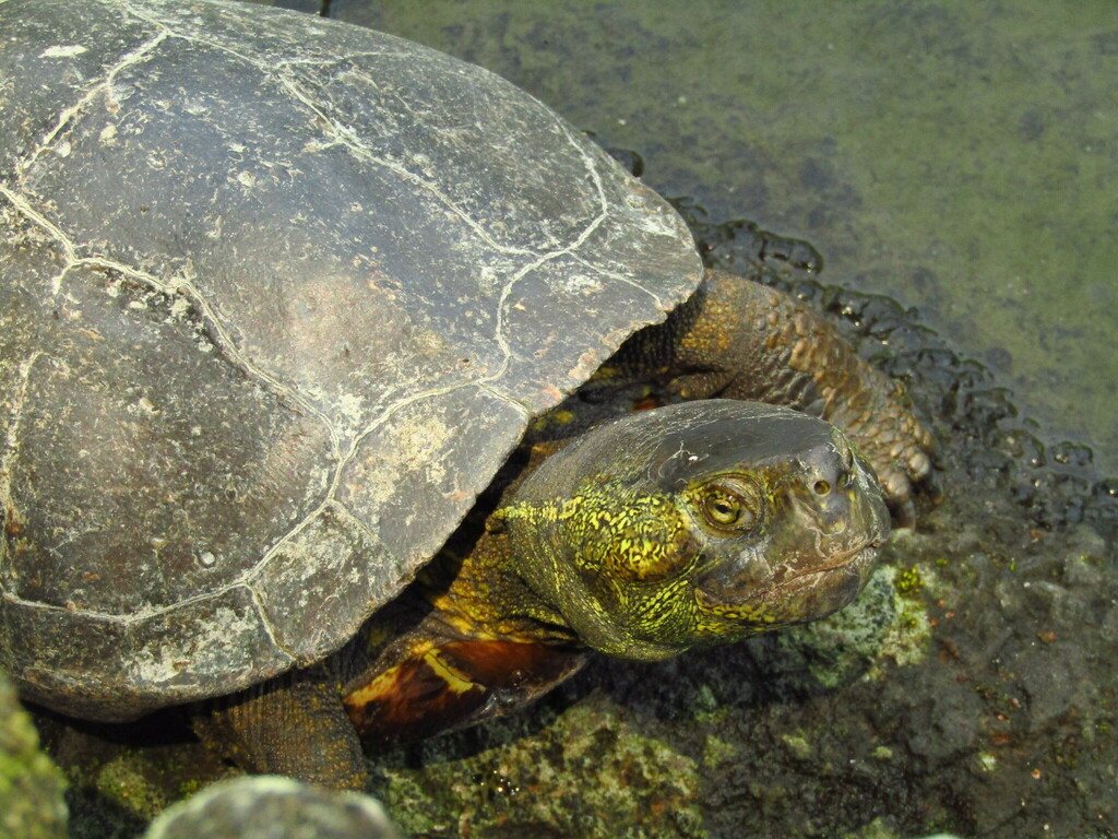 Chinese Pond Turtle