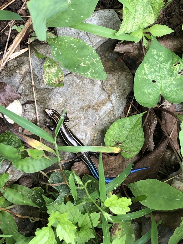 Plestiodon barbouri