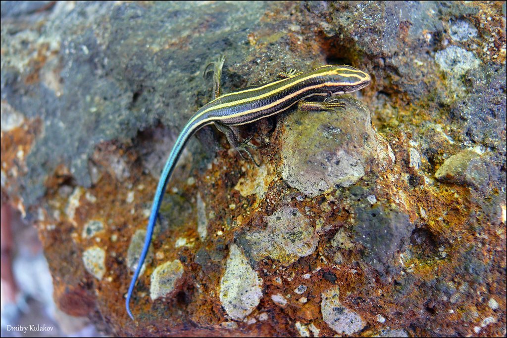 Plestiodon finitimus