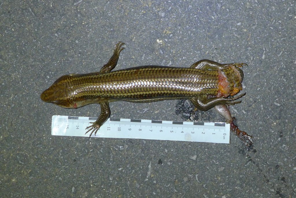 Kishinoue's Giant Skink