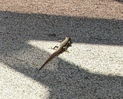 Plestiodon latiscutatus