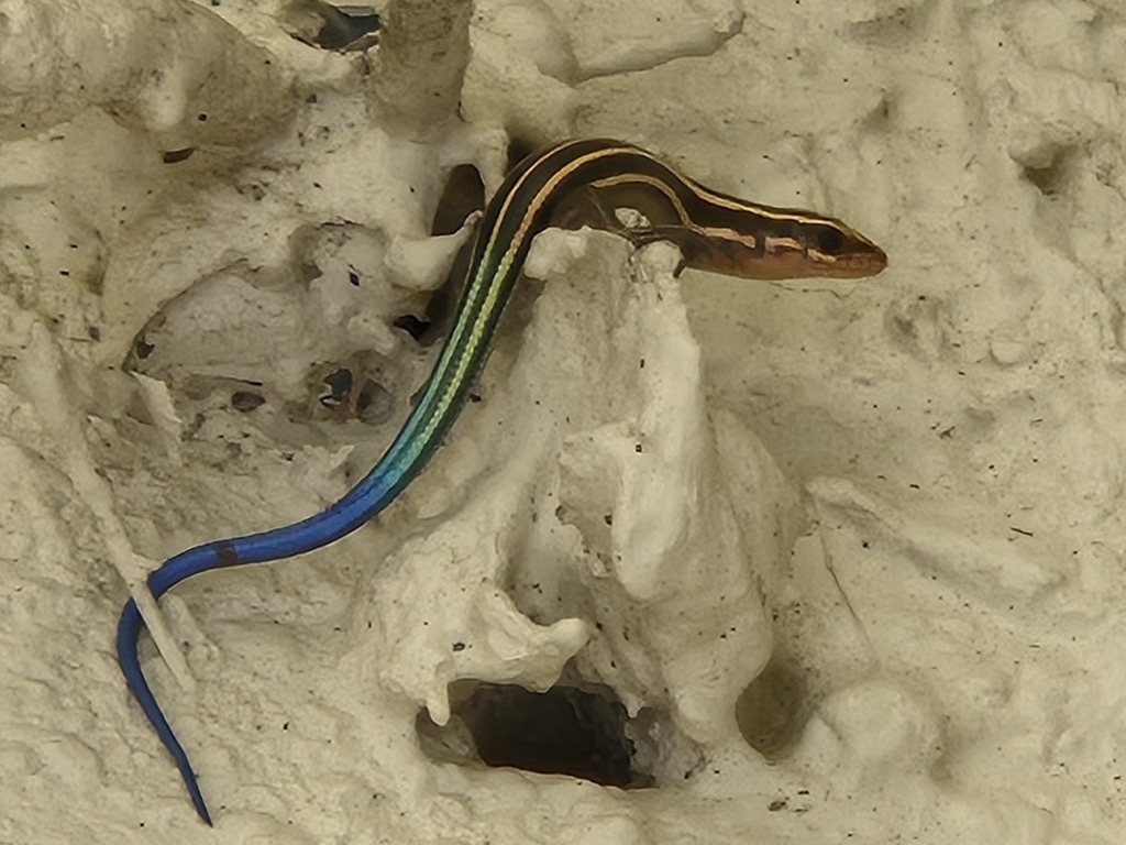 Plestiodon marginatus