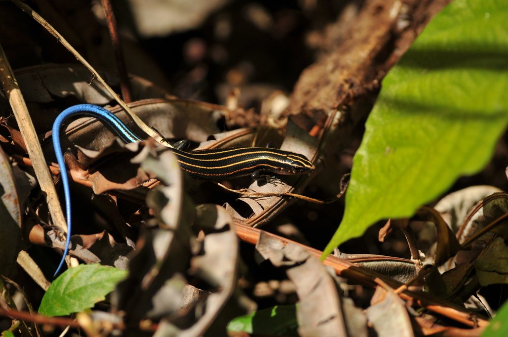 Plestiodon stimpsonii
