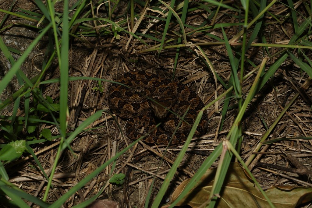 Protobothrops elegans