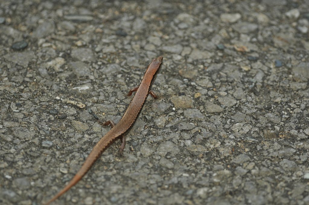Scincella boettgeri