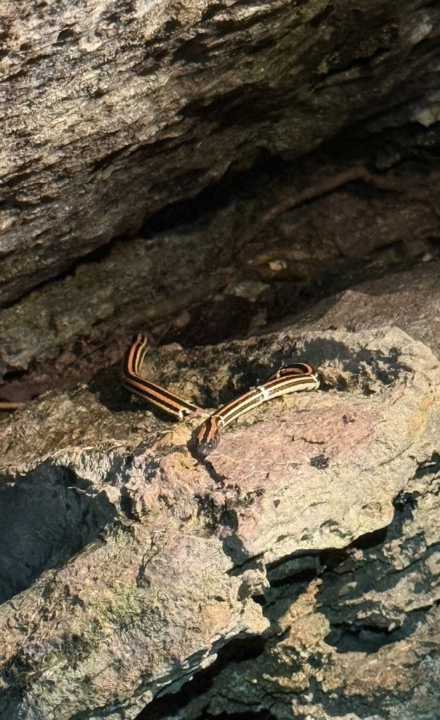 Sinomicrurus boettgeri