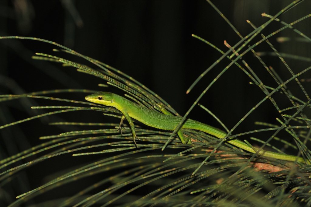 Takydromus dorsalis