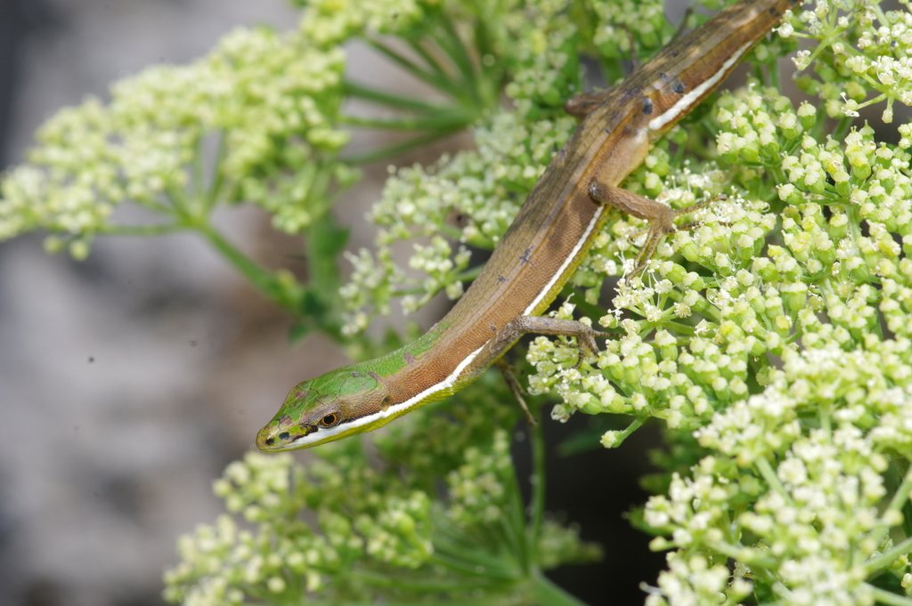 Takydromus smaragdinus