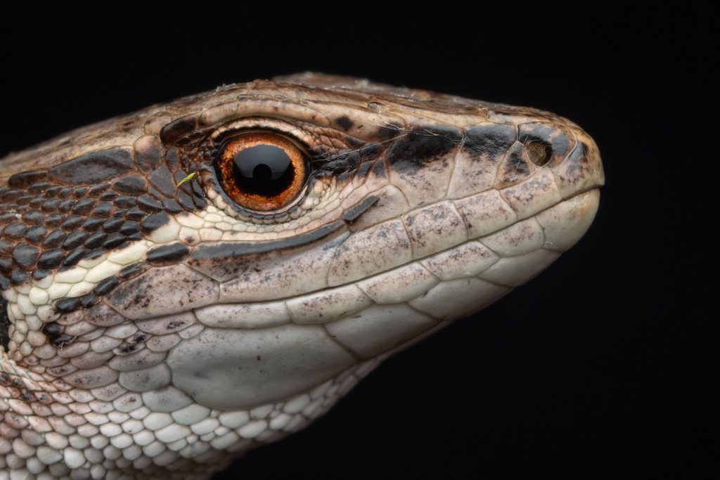 Japanese Grass Lizard